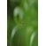 Tetragnatha dorsata - sous réserve