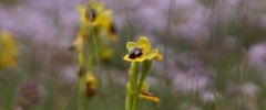 Ophrys jaune