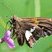 Hespérie à taches argentées (Epargyreus Clarus)