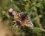 La Mélitée orangée (femelle)