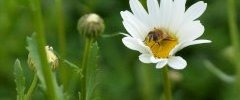 Eristalis sp