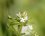 Fleur de gaillet gratteron - sous réserve