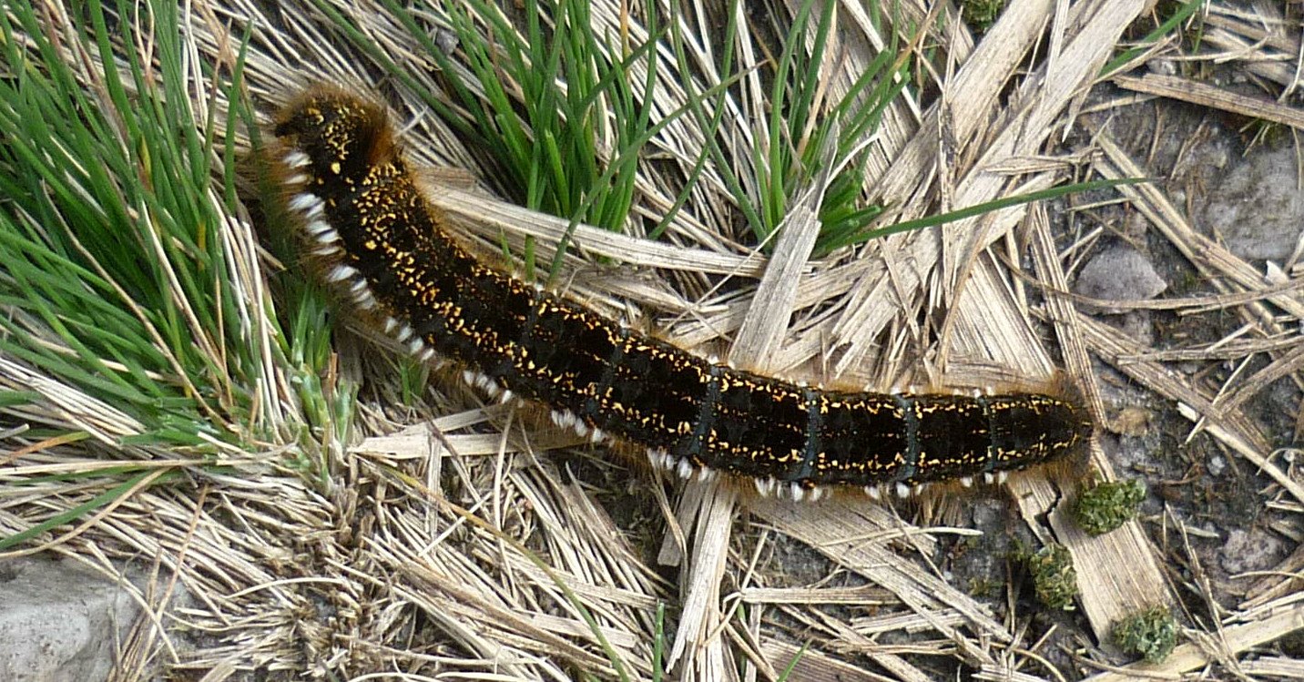 Chenille du bombyx buveur (Euthryx potatoria) Les Taxinomes