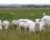 Moutons de pré salé