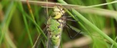 Anax imperator Anax empereurDSC07905