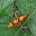 Mouche du tournesol (Strauzia longipennis)