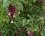 Leycesteria formosa - Arbre aux faisans