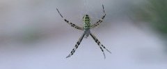 Argiope sp