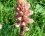 Orobanche du panicaut