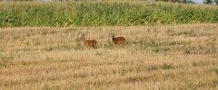 CHEVREUIL 2014 08 04 005