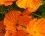 Pavot de Californie (Eschscholzia californica )