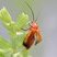 Téléphore fauve (Rhagonycha fulva)