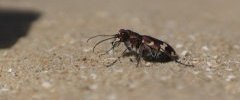 Cicindelle sp