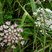 Carotte à gomme (daucus carota)