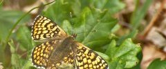 Mélitée du plantain Melitaea cinxia