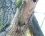 Perruche à collier - Psittacula krameri