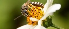 Halictus scabiosae