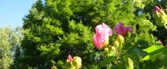 Boutons d'Hibiscus syriacus