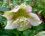 Hellebore orientale