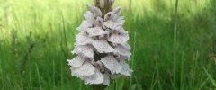 Orchis tacheté