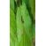 Chenille processionnaire, Thaumetopoea