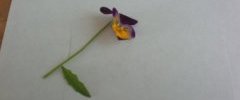 Pensée sauvage,viola tricolor