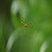 Tetragnatha dorsata - sous réserve