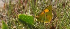 Le souci Colias croceaDSC06901