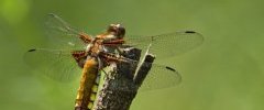 Libellula depressa femelle