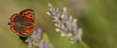 Lycaena phlaeas / le Cuivré commun, Le Bronzé