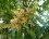 Fleurs de manguier 