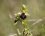 Ophrys aranifera - sous réserve