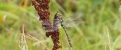 Cordulegaster boltonii Cordulégastre annelé