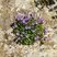 Campanule des murailles