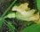 Fleur femelle de butternut (doubeurre)