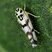 Eupteryx atropunctata