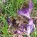 Bourdon sur des crocus