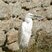 Aigrette garzette