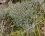 Lichen