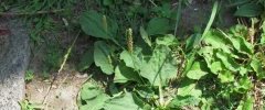 Plantain majeur 20140705