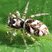 Saltique arlequin (Salticus scenicus)