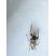 Salticidae sp.