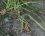 Grenouille rousse - sous réserve