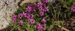 Oxalis sp