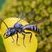 Halicte coriace (Lasioglossum coriaceum )