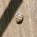 Coccinelle à 16 points