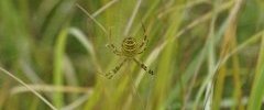 Argiope frelon