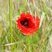 Coquelicot