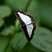 Papillon Synargis calyce