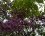Lilas mauve - Syringa vulgaris
